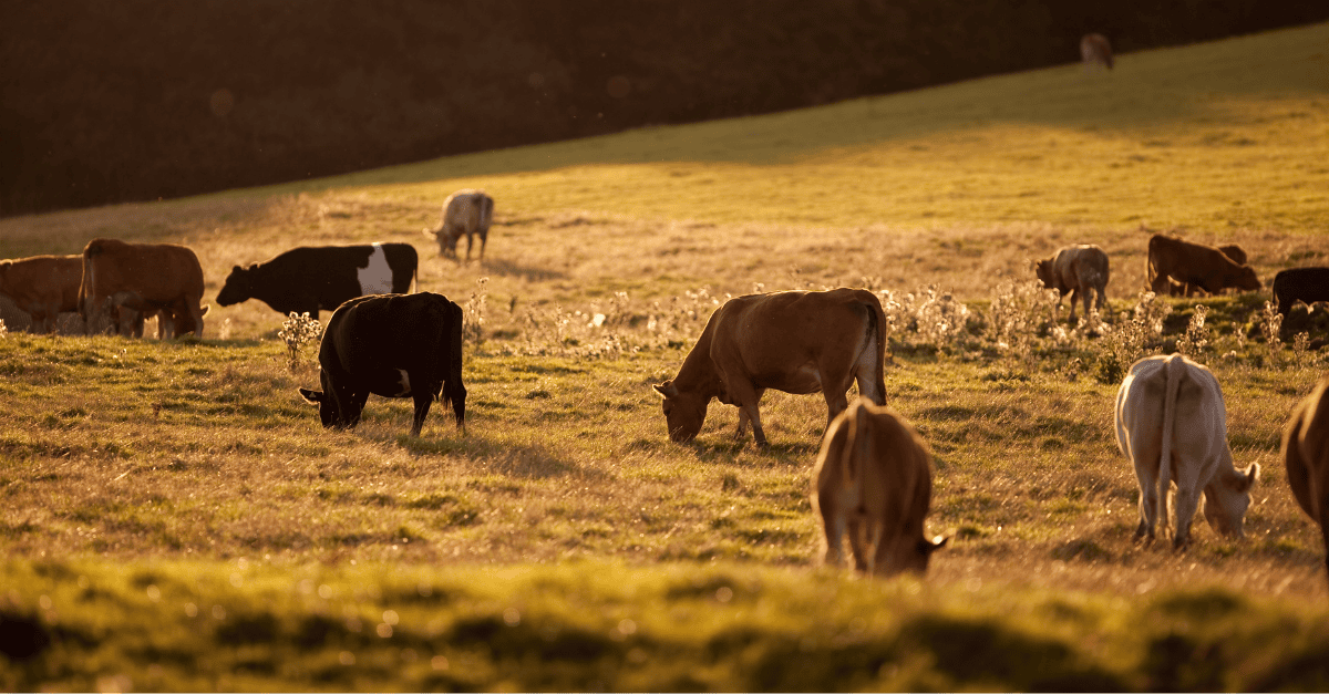 WrldFed4Animals's tweet card. WFA welcomes a new FAO resolution tackling antimicrobial resistance in agrifood systems, calling for better animal health, reduced misuse and a One Health approach.