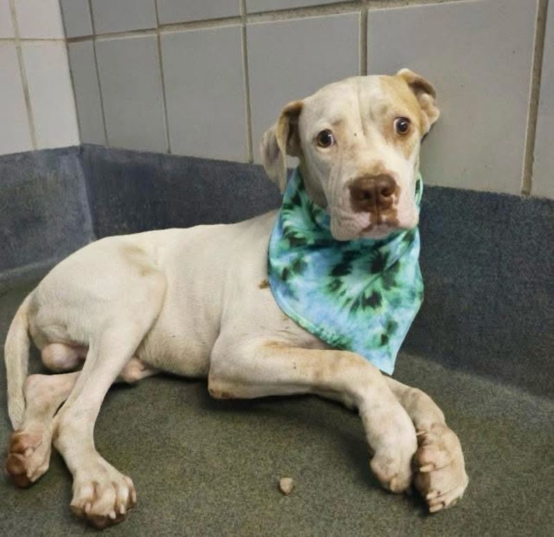 LudmilaKliegl's tweet card. WONDERFUL UPDATE - ACS FOSTER HOLD!!! LAST CALL!!! MARSHAL ID. #A765447 (M) Estimated Age 1 YEARS, WHITE/BROWN, BOXER/ BLEND DOG. Weight MED LBS Heartworm Test: NO TEST Heartworm Smear: NO TEST Days...