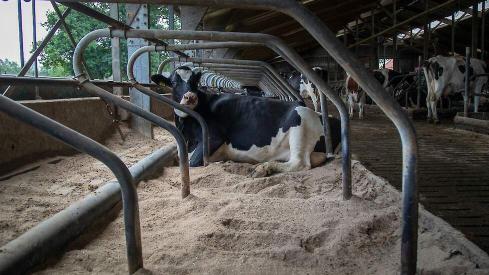 VeeGewas's tweet card. Een goed ligbed is cruciaal voor koecomfort en uiergezondheid. Zaagsel met Vulkamin verbetert hygiëne, verhoogt pH, vermindert stof en helpt mastitis voorkomen. Melkveehouder Roy Kramer deelt zijn...