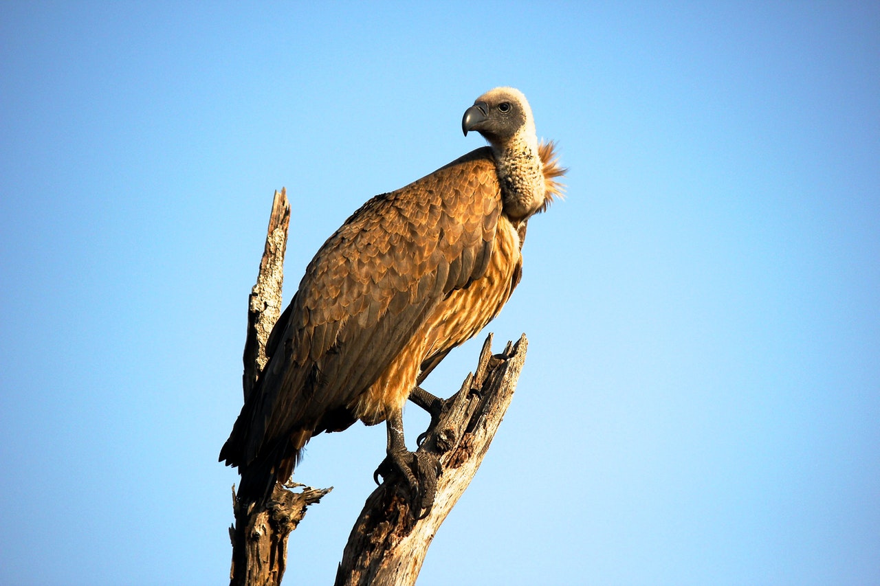 GoodThingsGuy's tweet card. As we reach the peak of winter, rehabilitated vultures rejoin their mates and rebuild their place in the ecosystem.