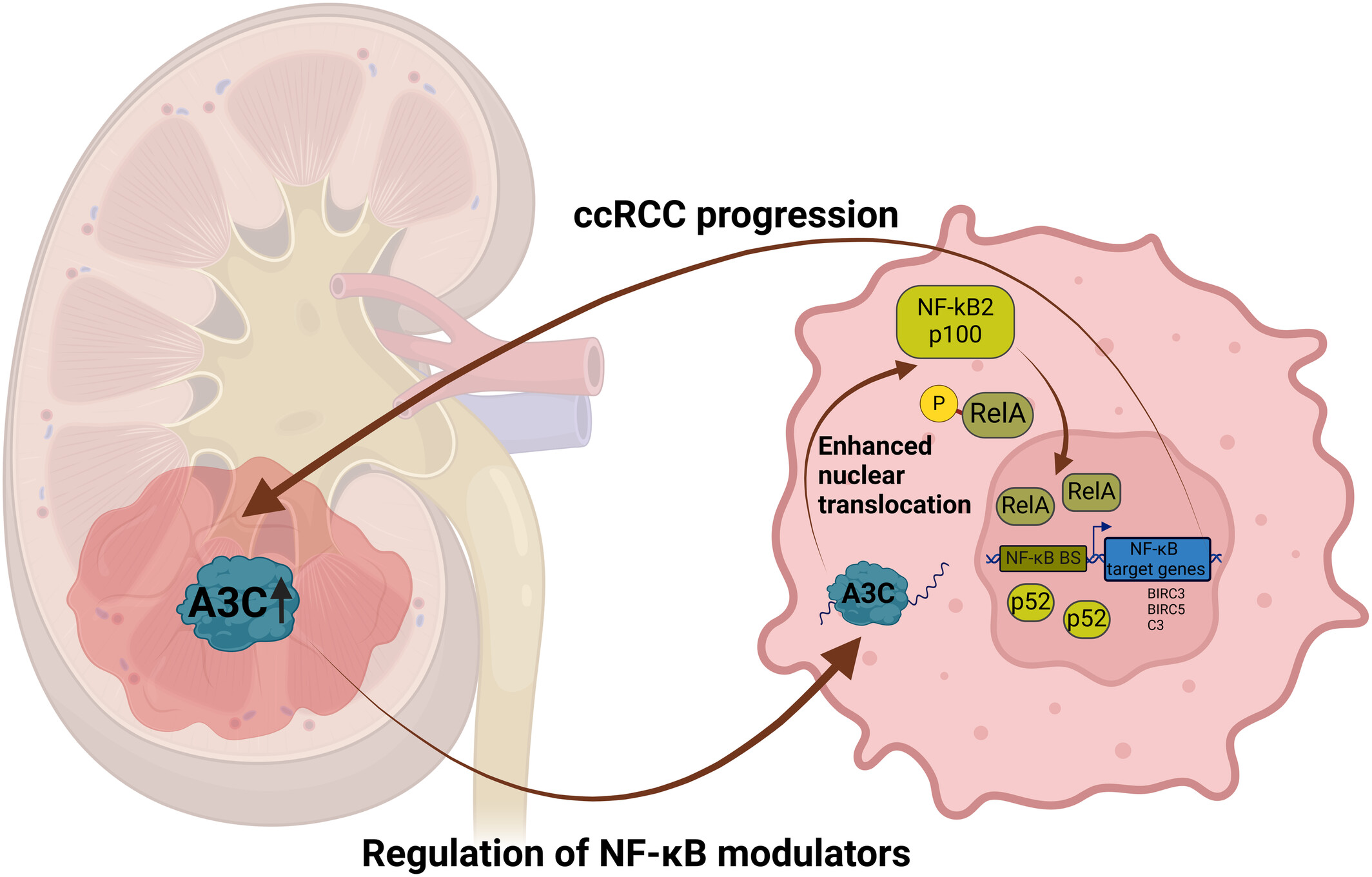 KoehnLab's tweet card. The authors discovered that expression of the RNA-binding protein APOBEC3C (A3C) promotes clear cell renal cell carcinoma (ccRCC) growth by amplifying nuclear factor-kappa B (NF-κB) activity....