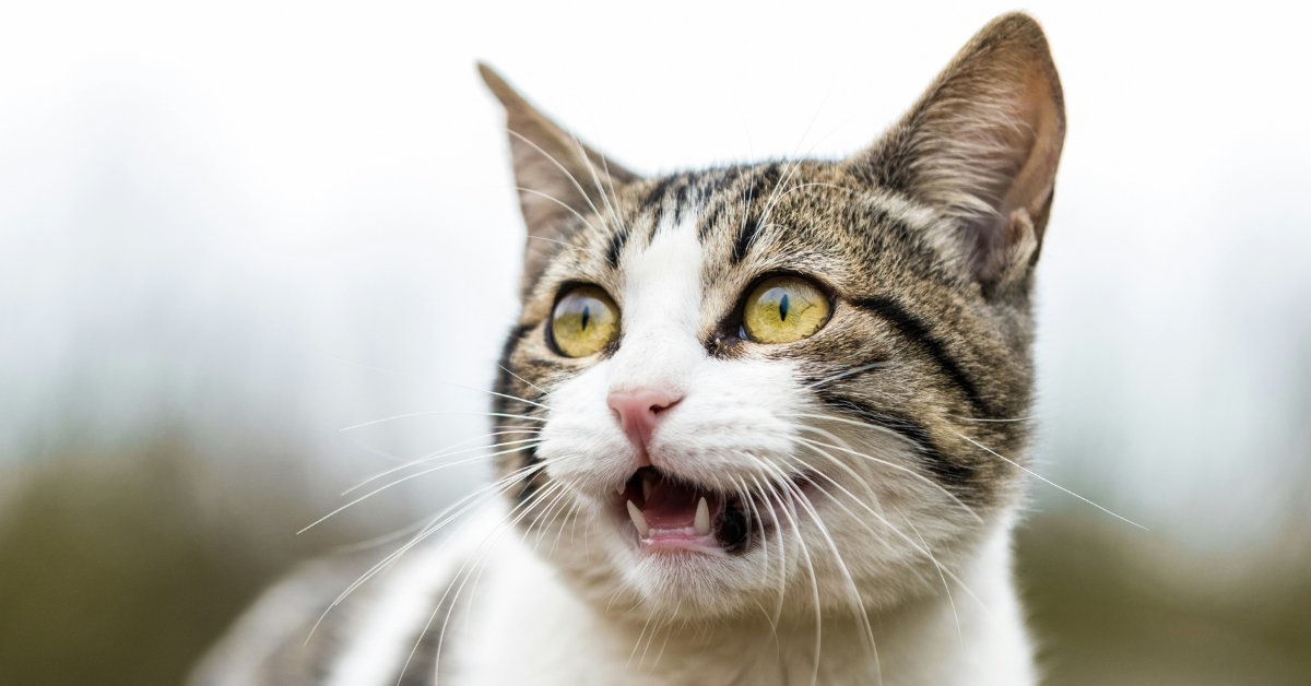 GreenMatters's tweet card. Why are cats afraid of cucumbers? Videos of the felines reacting to the vegetable have gone viral online, but what's the reason for their fear?
