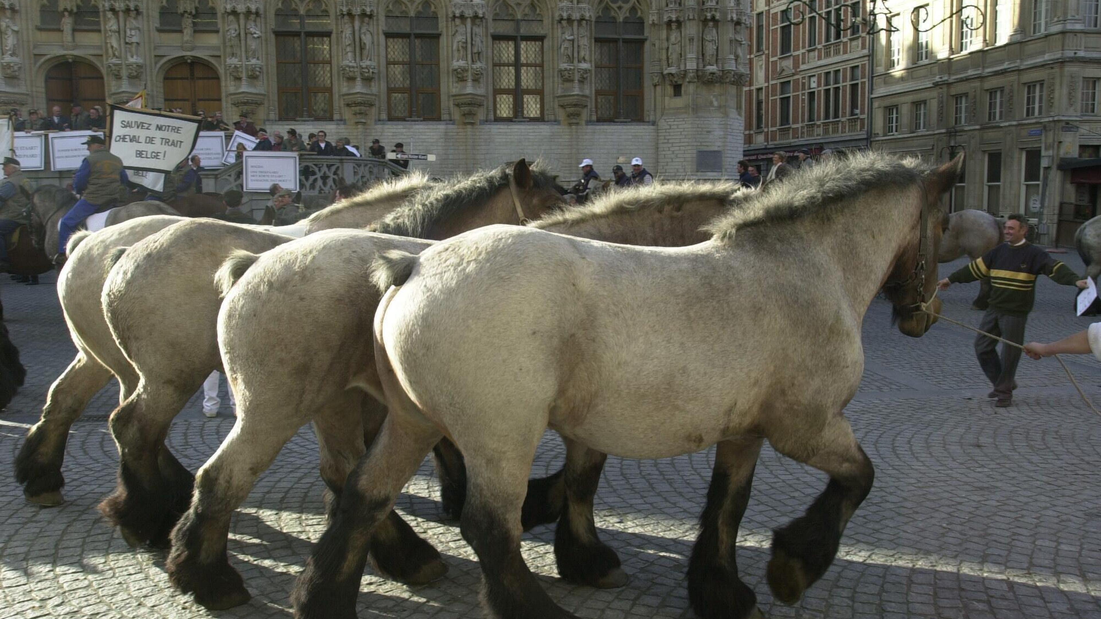 Nieuwsblad_be's tweet card. Vlaams minister van Omgeving en Landbouw Jo Brouns (CD&V) kent een subsidie van 81.000 euro toe aan de vzw Vlaamse Fokkers van het Belgisch Trekpaard (VFBT) om het ras en de traditie errond in stand...