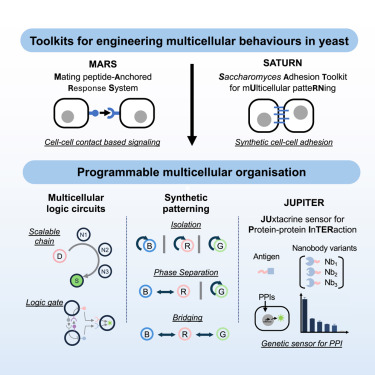 Moon_Synth_Bio's tweet card. By designing synthetic toolkits for contact-based signaling (MARS) and cell-cell adhesion (SATURN), we program yeast to form multicellular structures and perform complex tasks, like building logic...