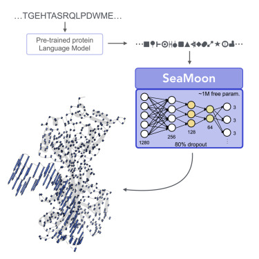 Structure_CP's tweet card. Lombard et al. present SeaMoon, a method that predicts how proteins deform using only their amino acid sequences. Through a lightweight neural network on top of a protein language model, SeaMoon...