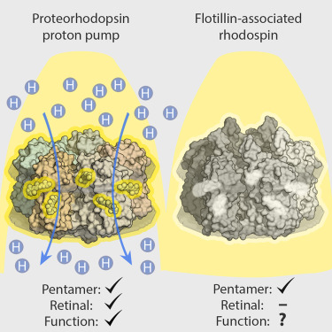 Structure_CP's tweet card. Kovalev et al. determined cryo-EM structures of a flotillin-associated rhodopsin (FAR) lacking retinal cofactor and its retinal-binding paralog, a classical light-driven proton pump from the same...