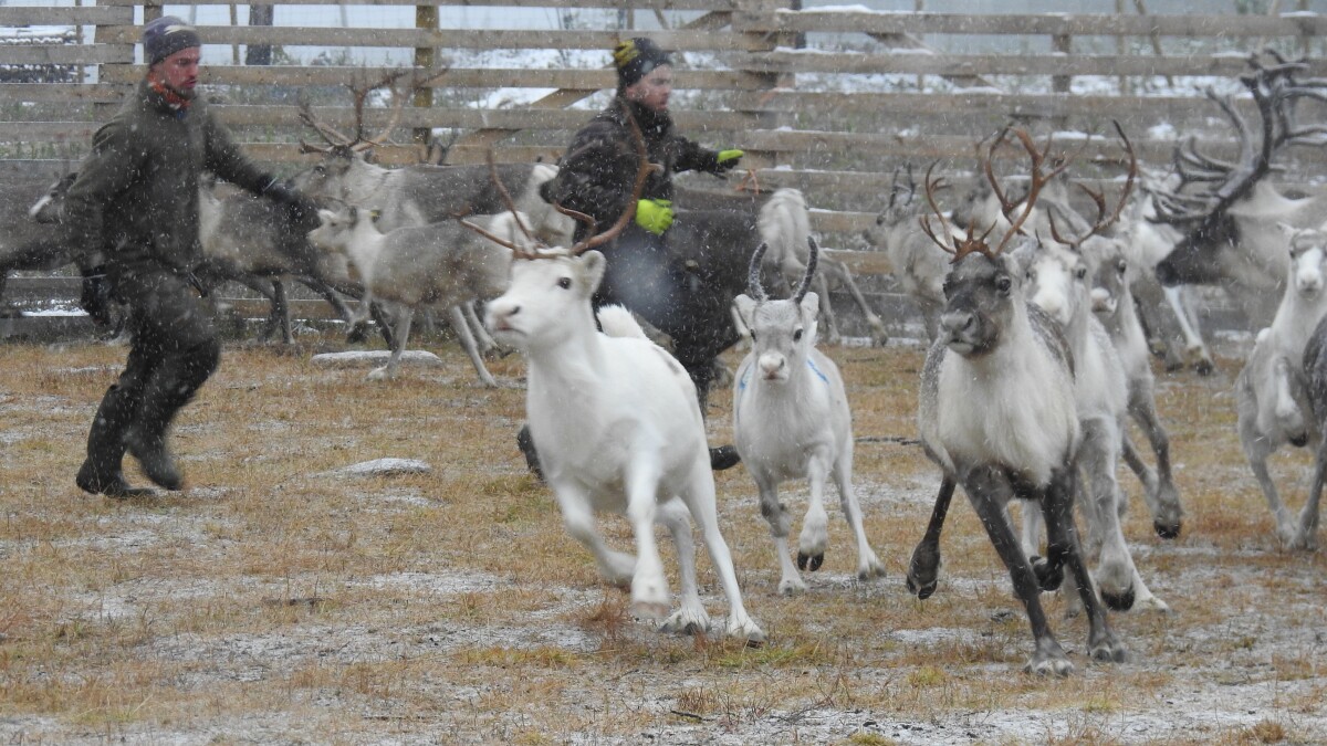 CaraOcobock's tweet card. Human biology thankfully allows us to adapt to major changes in temperature, but only so quickly. Professor Cara Ocobock is working with reindeer herders in subarctic Finland to find out how the...