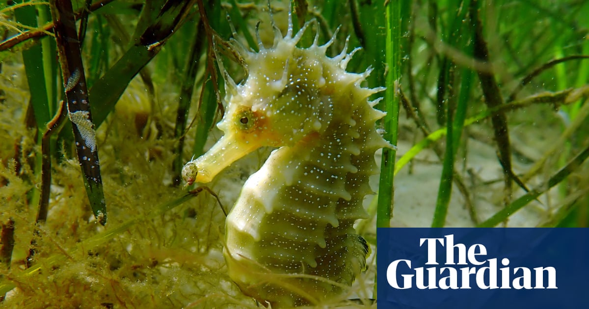 JeromeOLLIER's tweet card. After efforts to make conditions better for the elusive creatures in Studland Bay, sightings are greatly increasing
