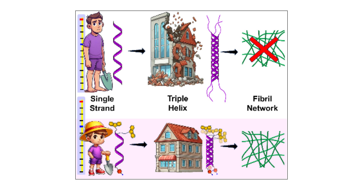 TomFiaLAB's tweet card. Developing collagen-mimetic peptides (CMPs) with short triple helices and fibril-forming ability remains challenging. Herein, we stabilized short CMPs (3–6 GPO repeats) by attaching extended aromatic...