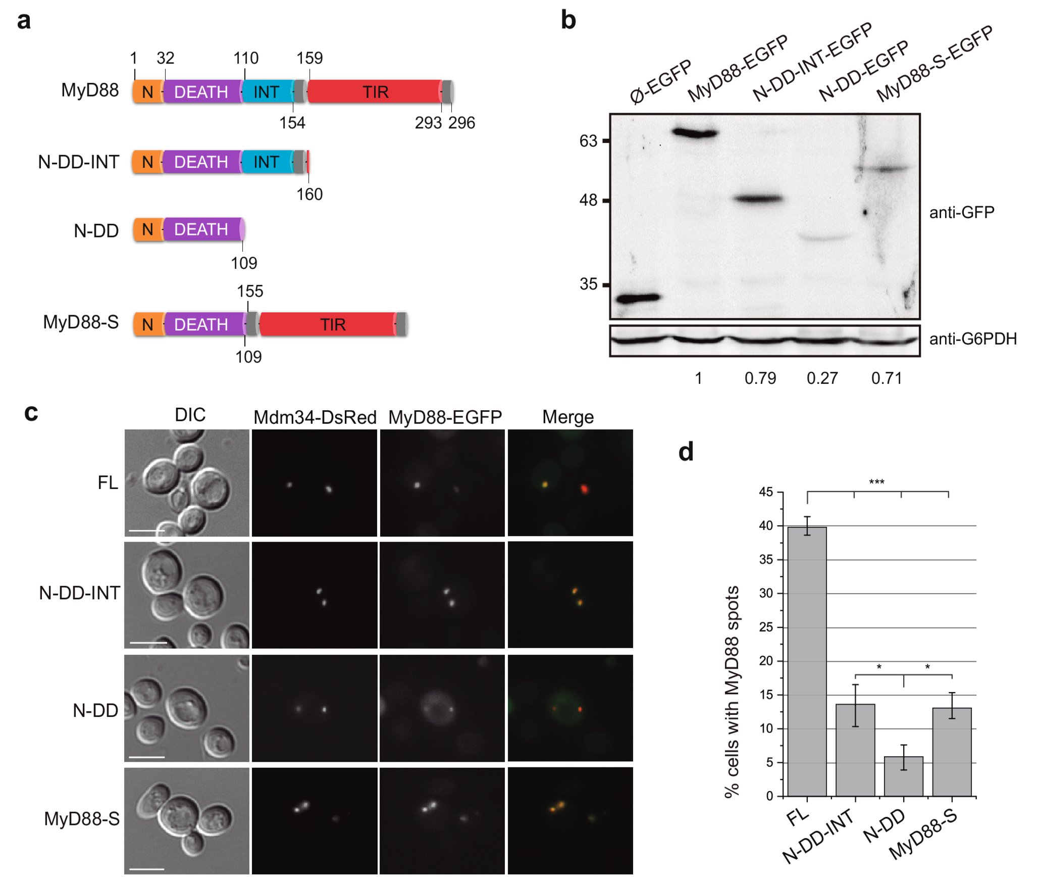 jkagan1's tweet card. Cellular and Molecular Life Sciences - MyD88 is a key mediator of Toll-like receptor (TLR) signaling, orchestrating the innate immune response upon stimulation by pathogen-associated molecular...