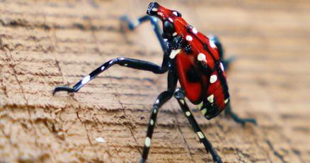 DailyProgress's tweet card. Virginia Tech research has found man's best friend, dogs, and a picnic's worst nightmare, ants, can help track invasive spotted lanternflies.
