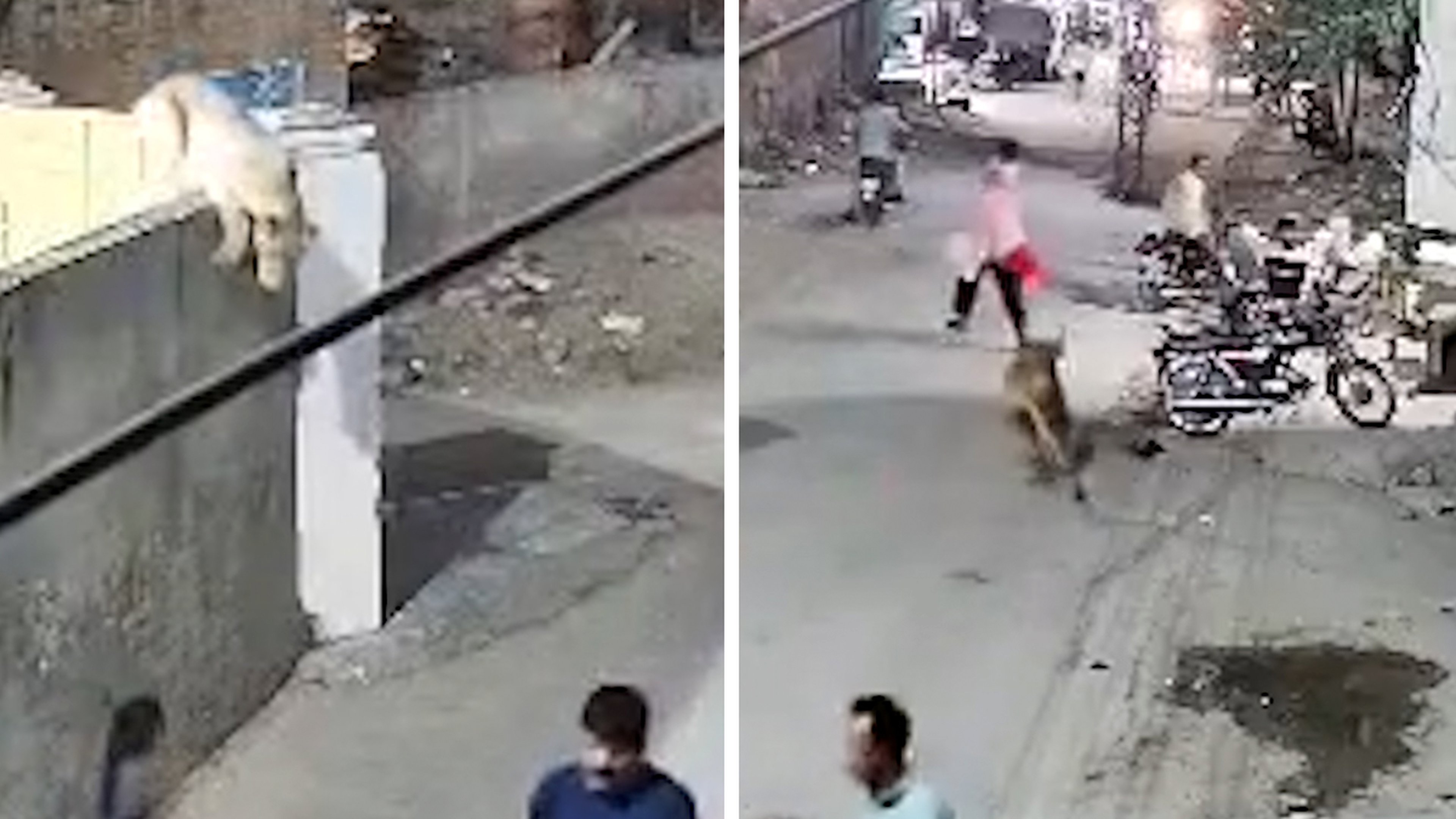Nieuwsblad_be's tweet card. Een ontsnapte leeuw, die als huisdier werd gehouden, heeft een vrouw en twee kinderen achtervolgd en aangevallen op een drukke straat in de Pakistaanste stad Lahore. Dat kondigt de lokale politie...