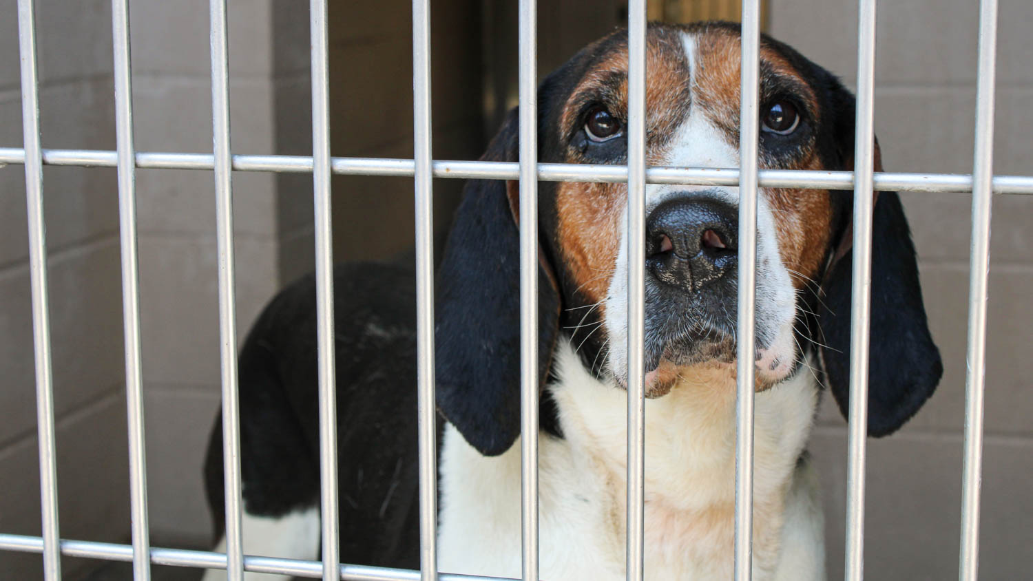 VoiceofOC's tweet card. As of July 17, there are 170 dogs and 165 cats at OC Animal Care in Tustin waiting to be adopted.