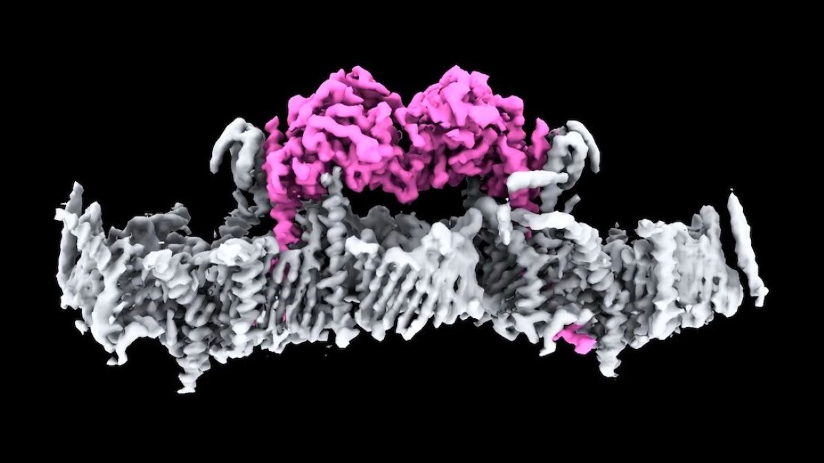 CosmosMagazine's tweet card. A new study has finally determined the structure of a protein linked to an early-onset form of Parkinson's, which could help develop new treatments.
