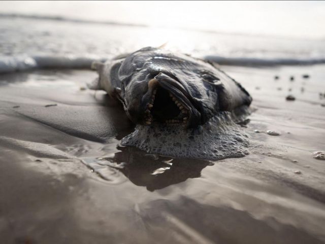 ADSciences971's tweet card. Depuis mi-mars 2025, des algues du genre Karenia prolifèrent dans le sud du pays, entraînant la mort de milliers d’organismes marins. Et ce phénomène ne semble pas près de s’arrêter. De…