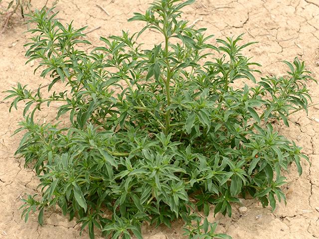 GetRidOfWeeds's tweet card. In what may likely be a first, kochia has been reported in soybean fields in northwest Missouri.