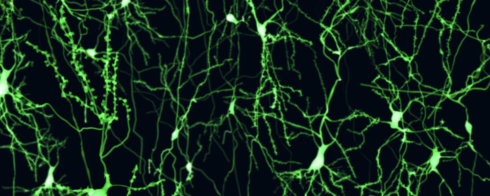 ThorSci's tweet card. Unravelling codes is the focus of our interview with researcher Josh Thorley, winner of Physiological Reports ECRs Short Review competition.