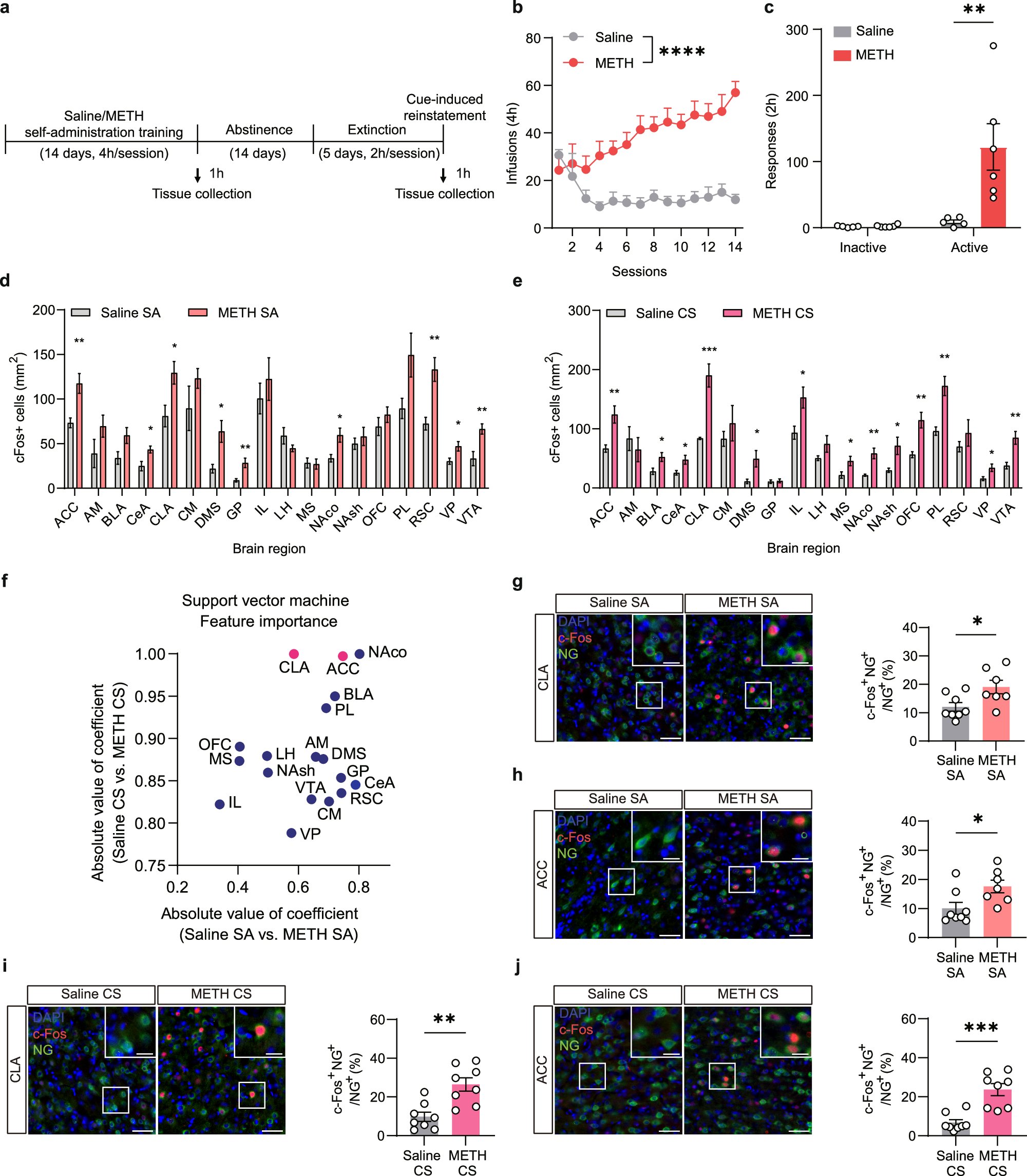zenbrainest's tweet card. Nature Communications - Here, authors show both CLA and ACC as key mediators of methamphetamine (METH) use and relapse. Specifically, the CLA → ACC circuit modulates intake, while...