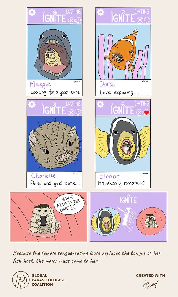 GlobalParasito1's tweet card. One tongue-eating louse, Cymothoa exigua, was described in our Halloween comic:Free-swimming, juvenile Cymothoa exigua males attach to the gills of a fish host (1). Upon reaching a critical size, a...