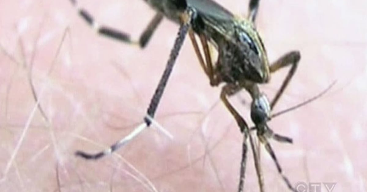 ctvedmonton's tweet card. Albertans are encouraged to take precaution on outdoor summer adventures to prevent insect and animal bites and infections.