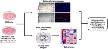 MolecularOmics's tweet card. Lung cancer remains the leading cause of cancer-related deaths worldwide due to its poor prognosis. Despite significant advancements in the understanding of cancer development, improvements in...