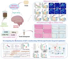 MolecularOmics's tweet card. Memory disorder (MD) is a neurodegenerative disease with an increasing incidence rate that adversely affects the quality of life of patients. Qifu Yin (QFY), a classic traditional Chinese medicine...