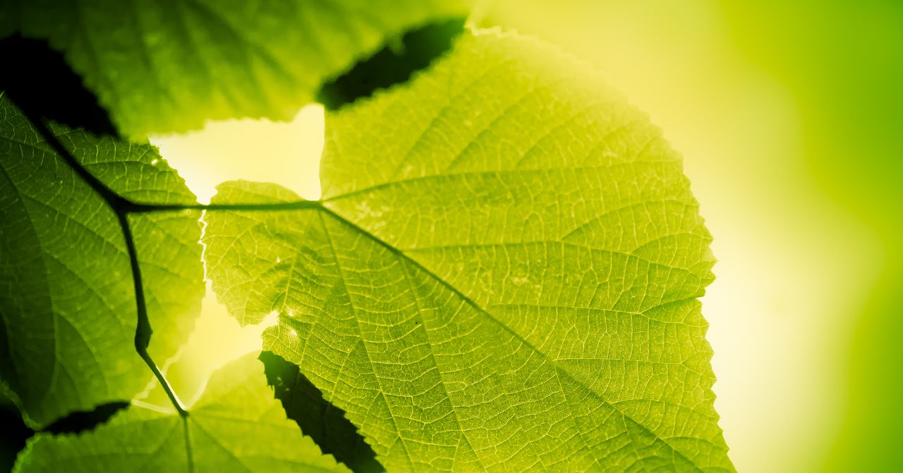 redique's tweet card. A Japanese team has developed a technique to insert chloroplasts isolated from algae into animal cells, a feat that could revolutionize sustainable energy and how artificial meat and organs are...
