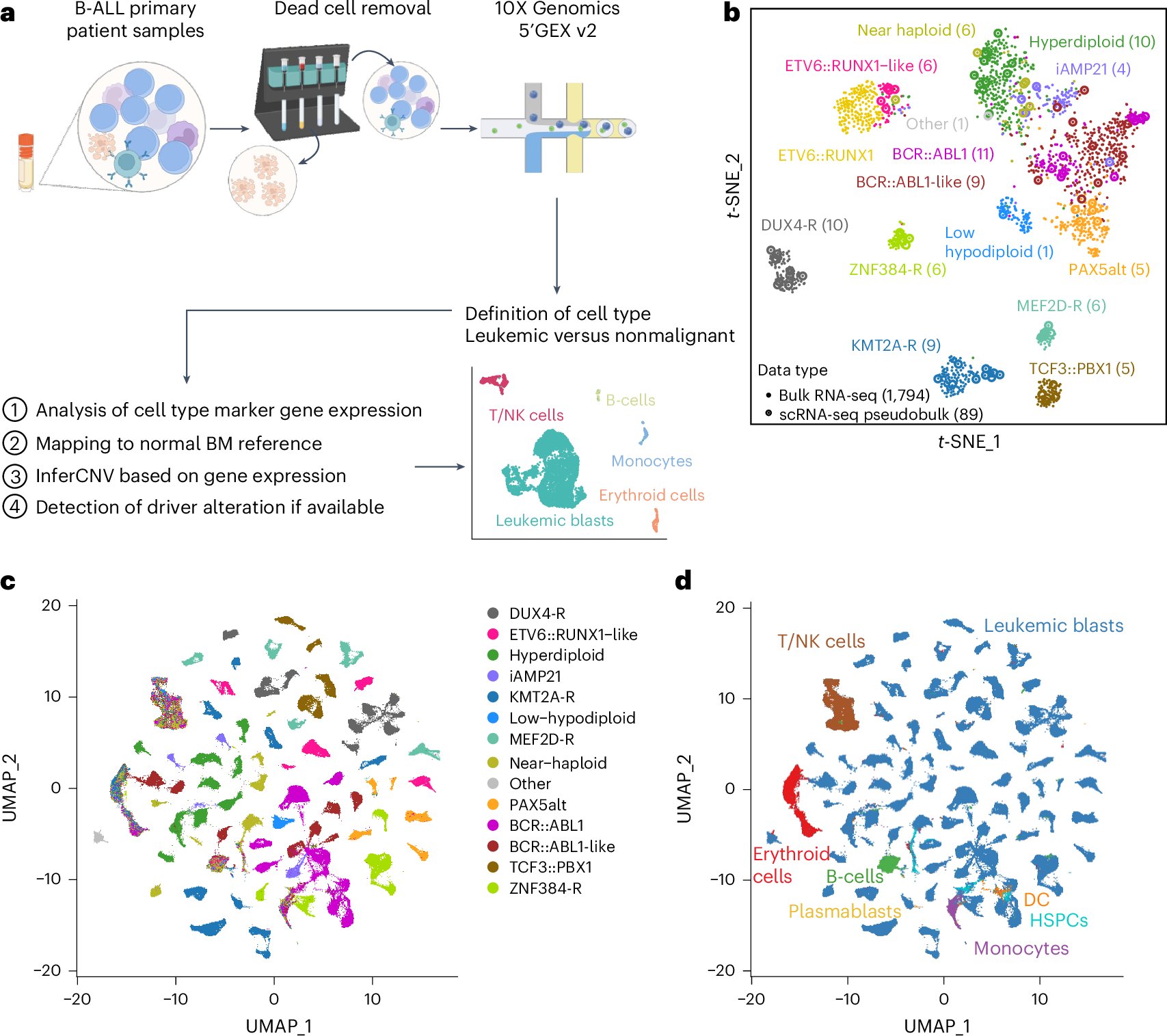 NatureCancer's tweet card. Nature Cancer - Iacobucci et al. present the single-cell transcriptomic profile of patients with B cell acute lymphoblastic leukemia, report enriched multipotency and develop a multipotency score...