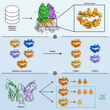 Structure_CP's tweet card. Gupta et al. mined structural data to pinpoint the 32 amino acids on human leukocyte antigens most often contacted by T cell receptors and used them to cluster 148 common alleles into 21 functional...