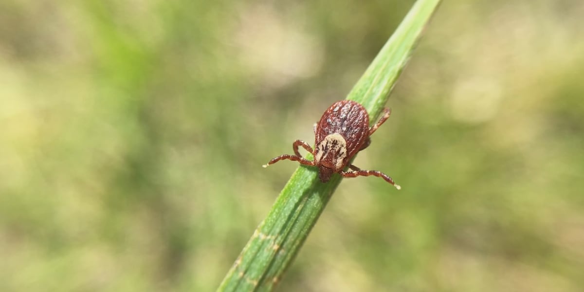 SenAngusKing's tweet card. Maine’s U.S. Senators Susan Collins and Angus King are backing legislation aimed at strengthening the nation’s response to tick-borne illnesses, including Lyme disease.