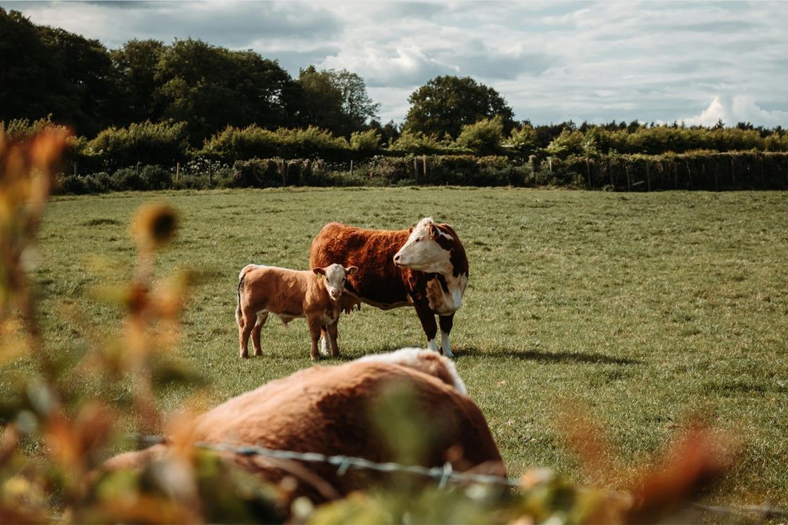 JDRoyle's tweet card. The NFU has unveiled its vision for the beef sector, setting out key actions needed to secure a profitable and sustainable future.