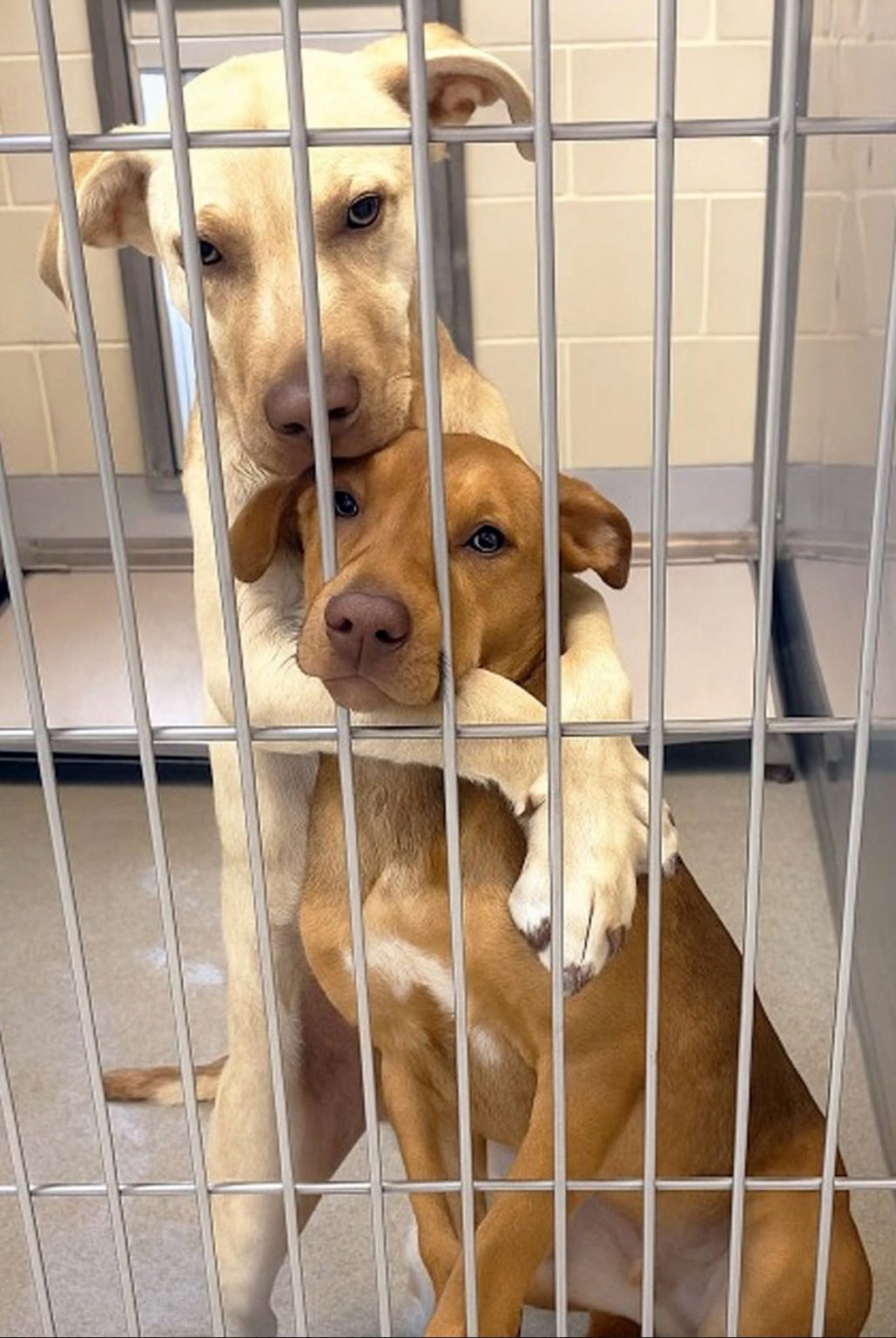 LudmilaKliegl's tweet card. PUPPY ALERT!!! One Hug Says It All Like It Was Their Last Day… They just stood in silence - holding onto each other like two souls afraid of being torn apart. Because in this place, love might be the...