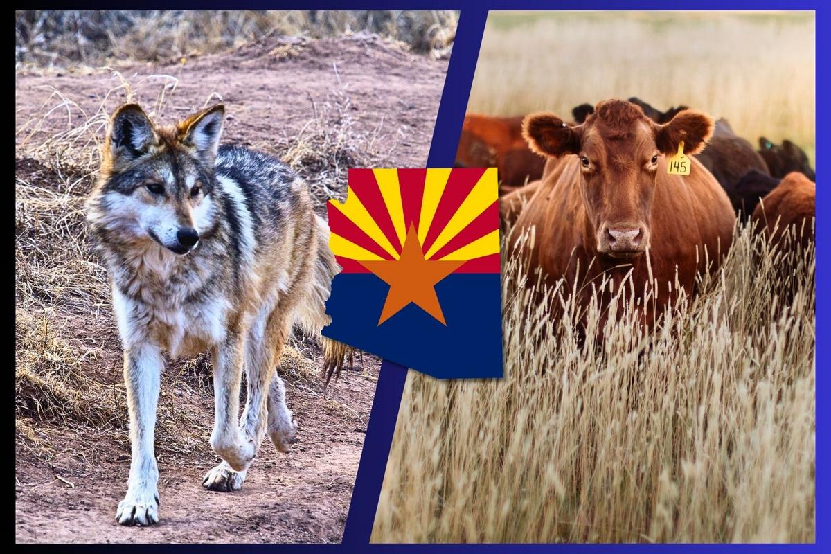 MexicanWolves's tweet card. Ranchers celebrate, conservationists protest—wolves lose again.