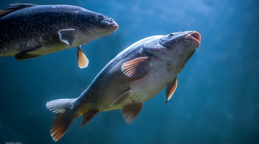 SeaAroundUs's tweet card. According to new research, developmental changes in individual fish and experimental errors are the causes of inconsistencies that have erroneously been linked to the Gill Oxygen Limitation Theory.