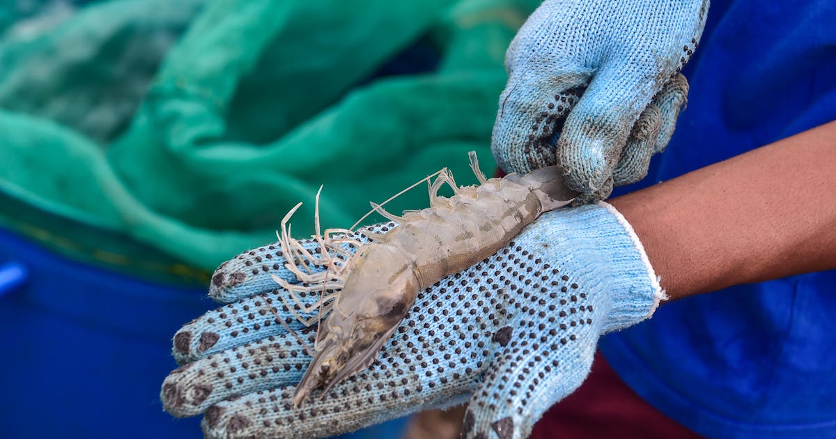 ConservationOrg's tweet card. The world’s appetite for shrimp has surged — and environmental destruction has followed in its wake. A new program from Conservation International has a solution.