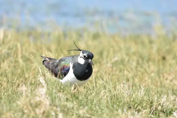 ZSLMarine's tweet card. Coastal habitats along the Greater Thames Estuary, the life source of England's capital and far beyond, will be restored as part of a multi-million dollar ZSL-led project, providing vital spaces for...