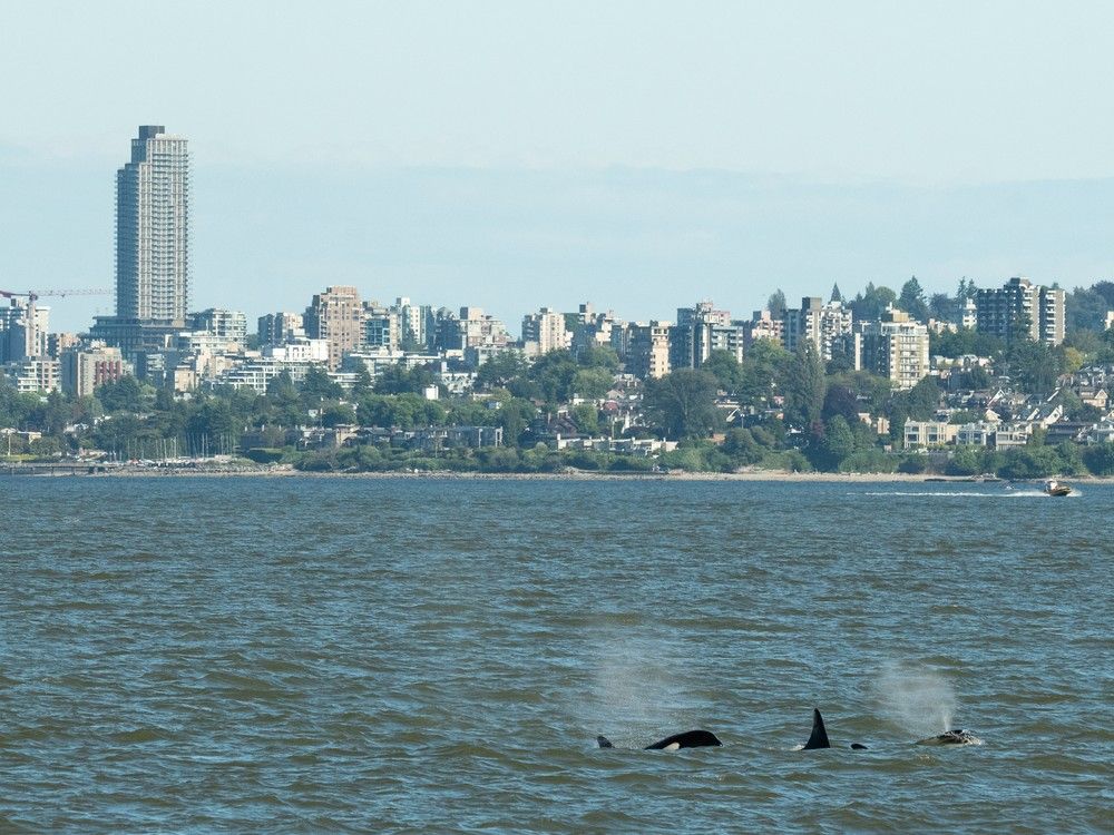 ubcscience's tweet card. Vancouver harbour a buffet of seals and sea lions for Bigg's orcas
