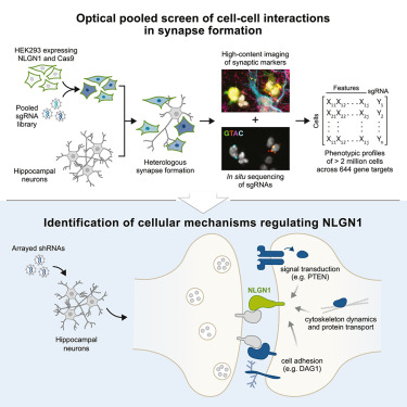 BlaineyLab's tweet card. Le et al. performed image-based pooled CRISPR screens to elucidate mechanisms driving synapse formation. This work established a scalable approach to map functional interactions guiding the activity...