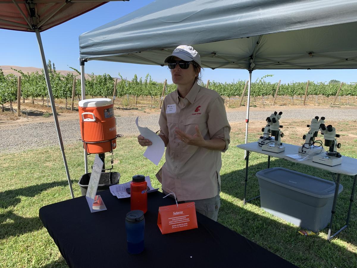 PNWAgNetwork's tweet card. Roughly 50 growers, professional, graduate students and others gathered Thursday outside of Benton City, WA to talk about the latest grape research.
