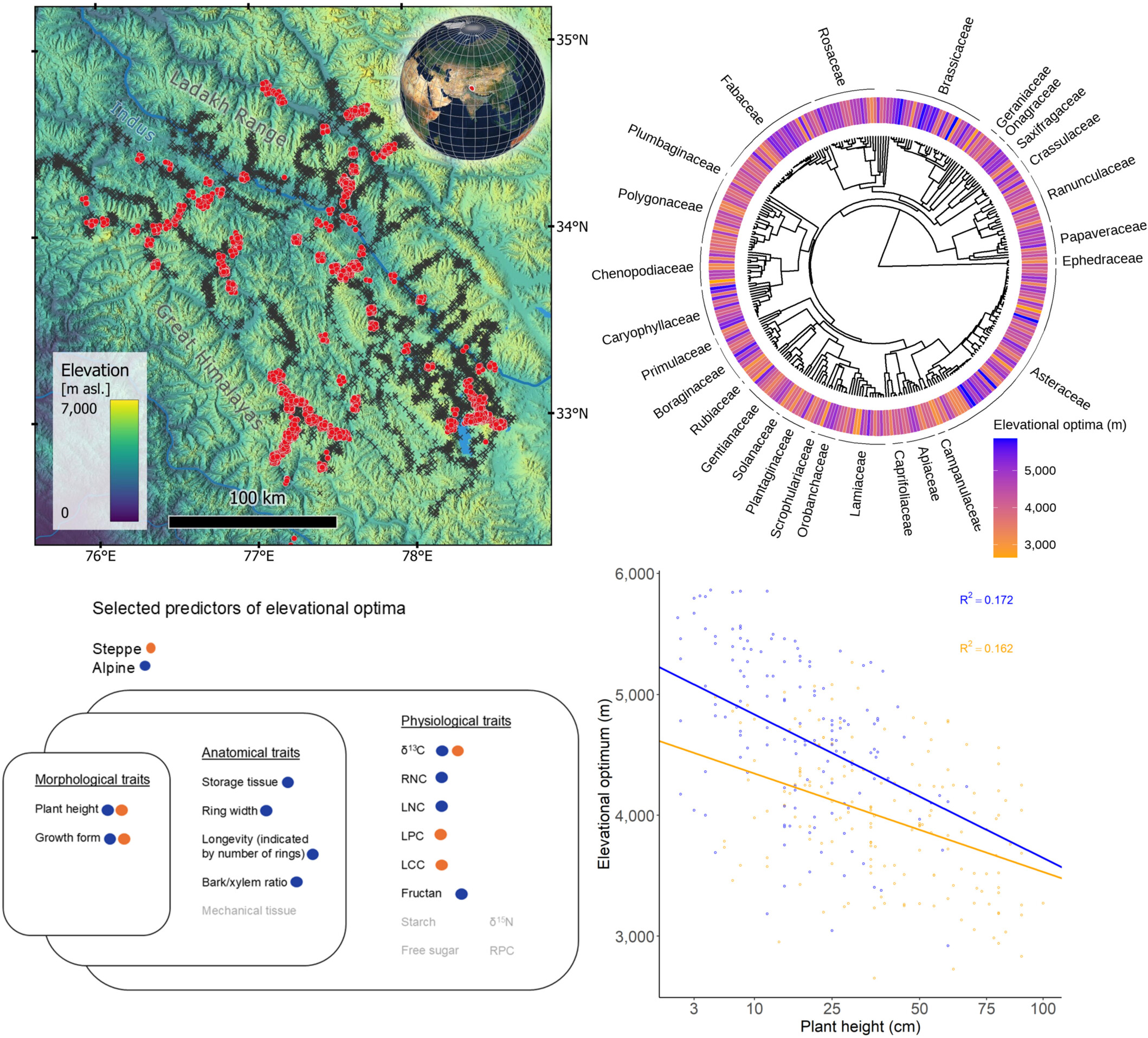 peechan1970's tweet card. Functional trait syndromes predict plant elevational optima across 310 Himalayan species. In alpine zones, small stature, storage tissue, and high δ13C/fructan drive cold adaptation; in steppe,...