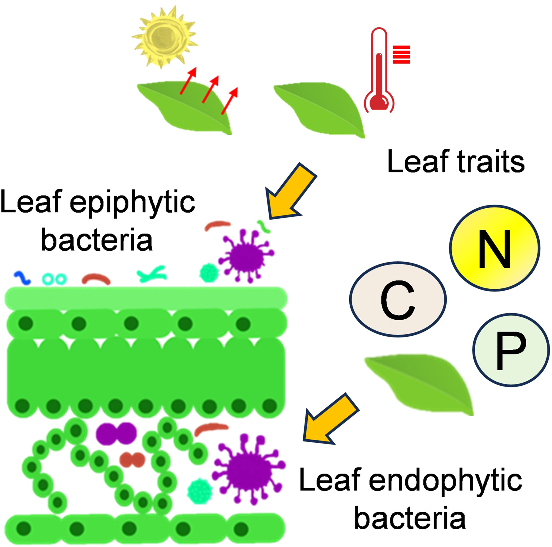 peechan1970's tweet card. Experimental evidence from an 18-year field experiment in a desert steppe region shows that warming and nitrogen addition increase phyllosphere bacterial diversity, that leaf epiphytic diversity...