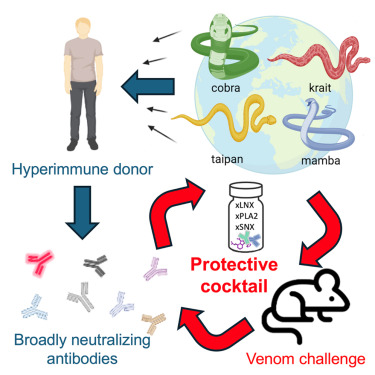 amit_tuli's tweet card. To combat snake bites from diverse species, this work identifies broadly neutralizing antibodies from a donor hyperimmune to snake venom, and it demonstrates that a combination of two of the identi...