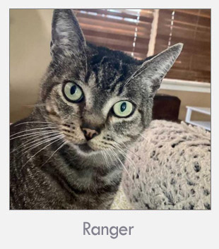 DarkWheelNFT's tweet card. Kitten Rescue is a nonprofit organization dedicated to rescuing and adopting out homeless cats and kittens across Los Angeles. Established in 1997.