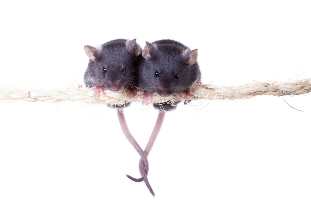 RockefellerUniv's tweet card. Scientists discovered an identical neural circuit that operates differently in male and female mice.