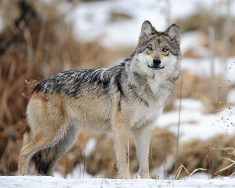 OneEarth's tweet card. Once nearly silenced by extinction, the haunting howl of the Mexican gray wolf now echoes again through the Southwest, an emblem of resilience, restoration, and the enduring wild spirit of the...