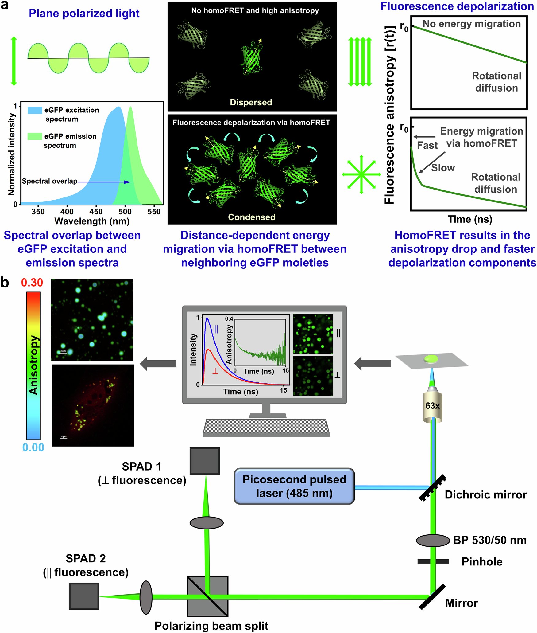 SamratLabMohali's tweet card. Nature Communications - The properties of biomolecular condensates can be regulated by multiple factors, including intermolecular dynamics. Here, the authors use fluorescence anisotropy-based...