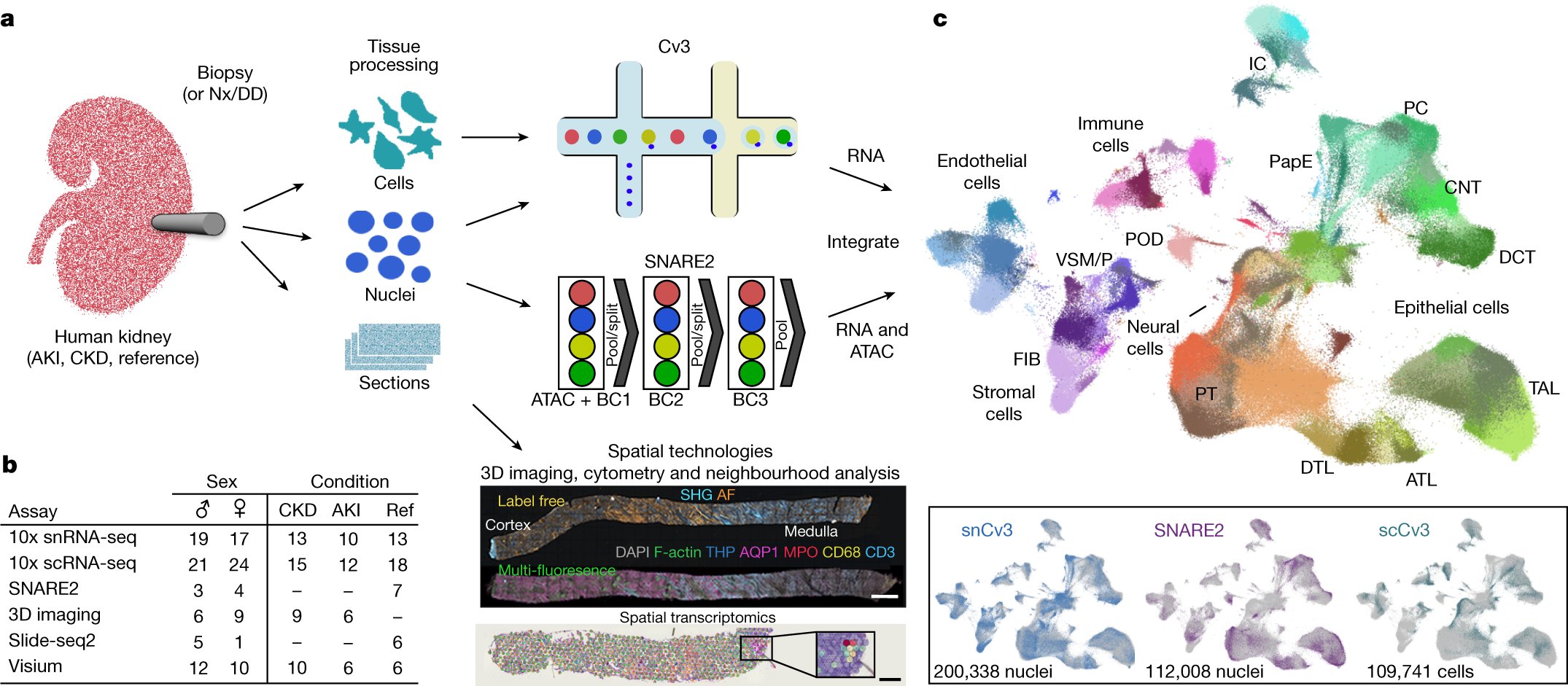 AshkarLab's tweet card. Nature - A high-resolution kidney cellular atlas of 51 main cell types, including rare and previously undescribed cell populations, represents a comprehensive benchmark of cellular states,...
