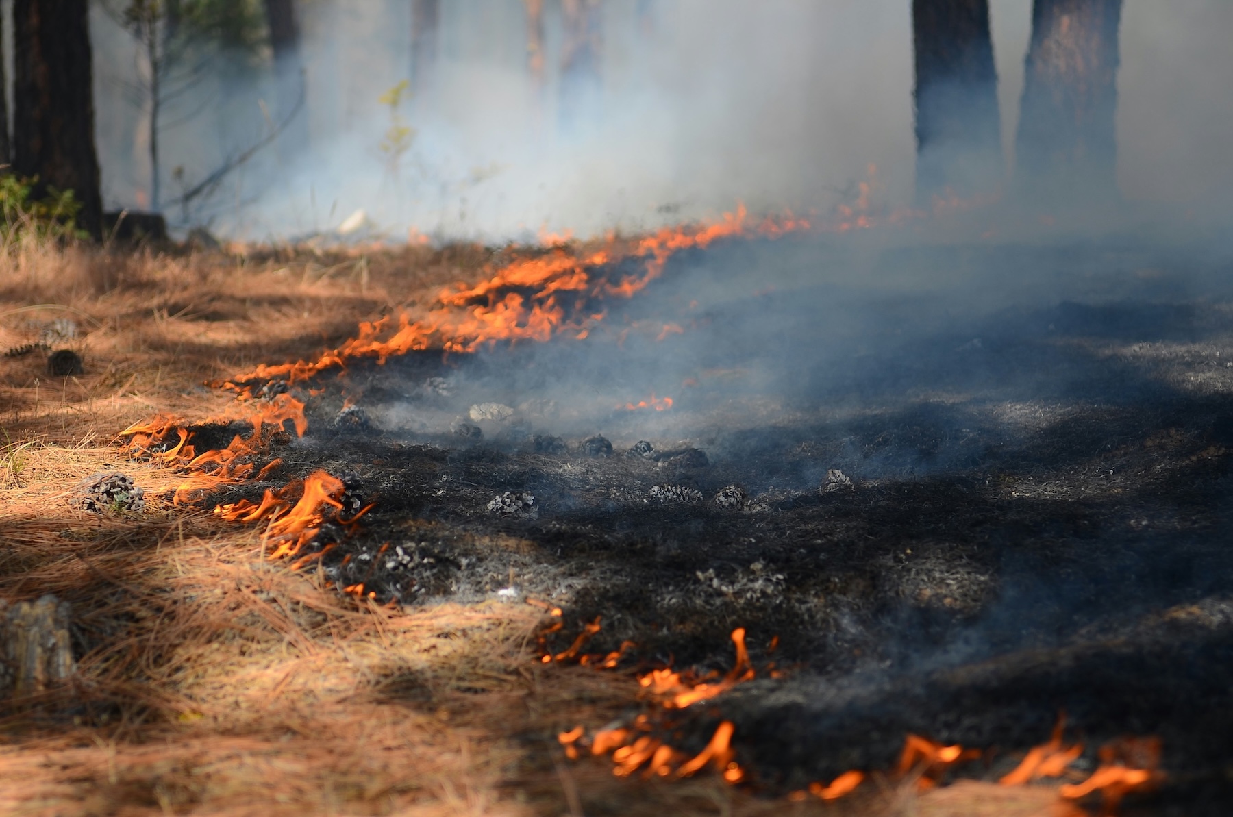 JoinClarity's tweet card. Decades of intensive fire control have actually made forests more vulnerable to severe wildfires. Controlled burns provide a safer and cost-effective way to reduce risk, restore ecosystems, and build...