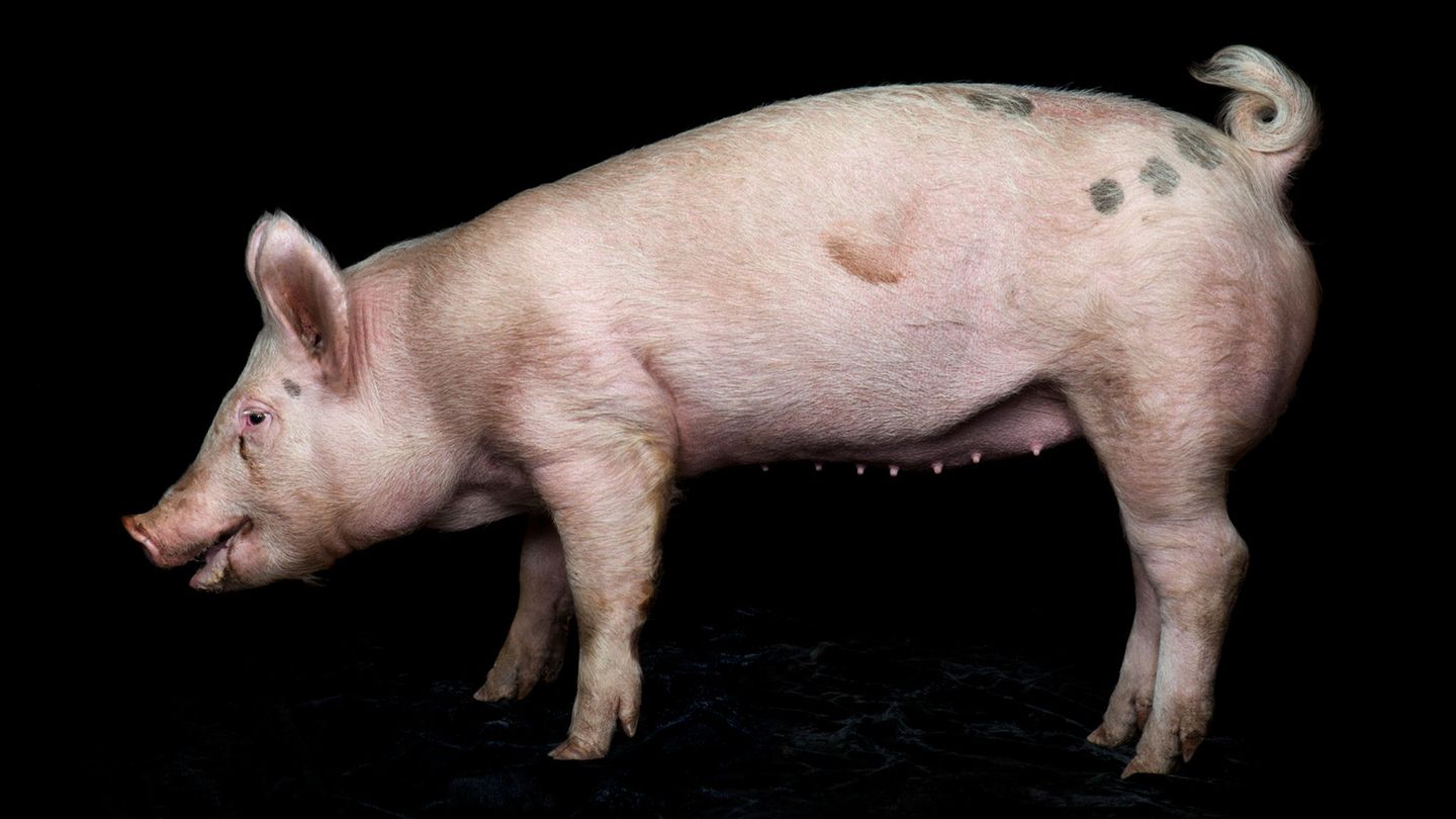 wissensperlen's tweet card. Schweine mit Vogelgrippe könnten einen Hybrid-Virus hervorbringen, der uns einer Pandemie ein ganzes Stück näher bringen würde. Der Grund liegt in ihrer Biologie.