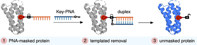 TomFiaLAB's tweet card. A strategy for the conditional activation of therapeutic proteins utilizing removable peptide nucleic acid (PNA) masking groups is presented. Site-specific installation of “Lock”-PNAs containing a...